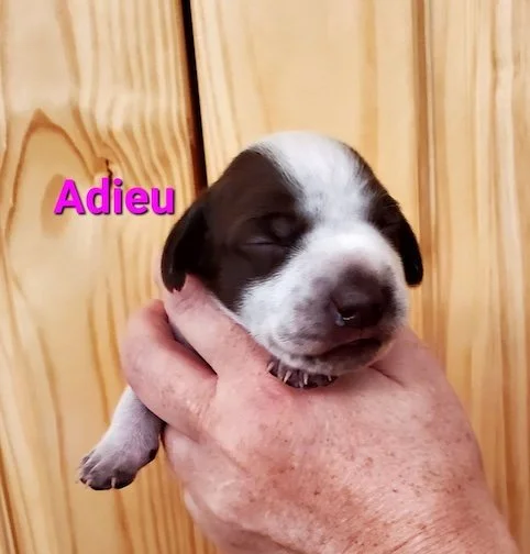 Adieu-1wk-head.jpeg
