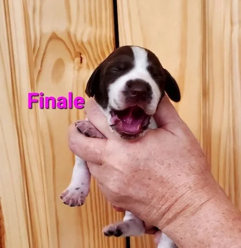 Finale-1wk-head.jpeg