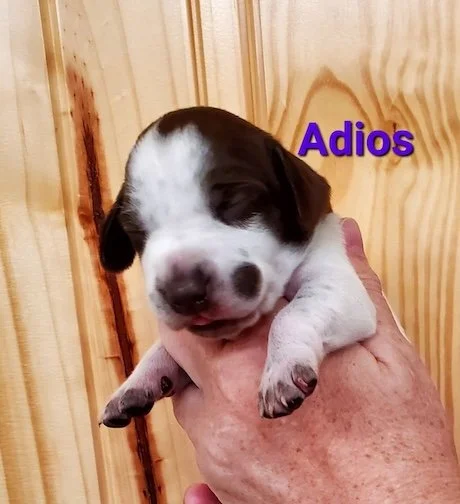 Adios-1wk-head.jpeg