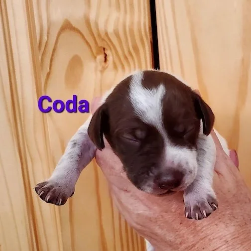 Coda-1wk-head.jpeg