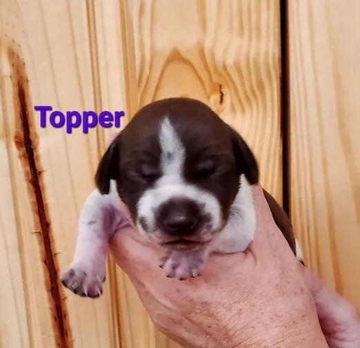 Topper-1wk-head.jpeg