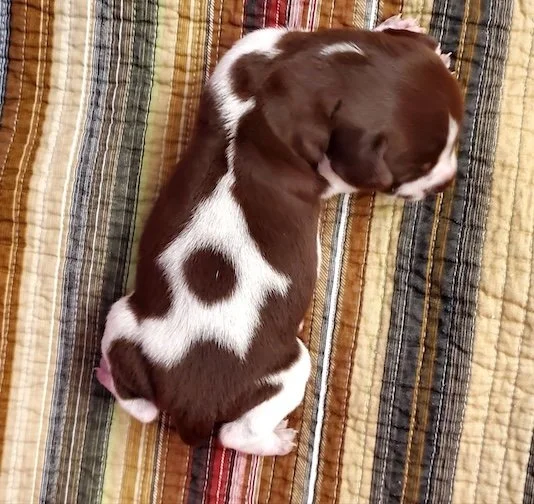 Topper-1wk-side.jpeg