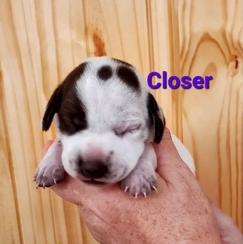 Closer-1wk-head.jpeg