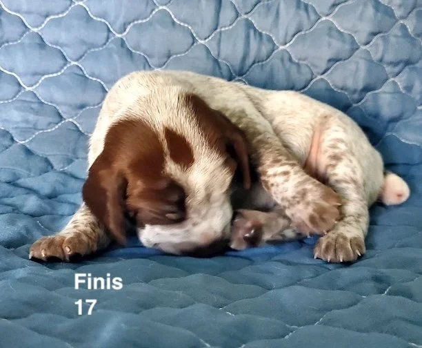 Finis-17days-1.jpeg