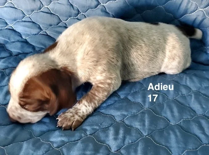 Adieu-17days-1.jpeg