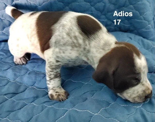Adios-17days-1.jpeg