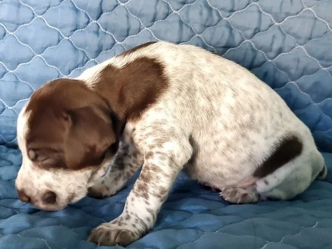 Adios-17days-3.jpeg