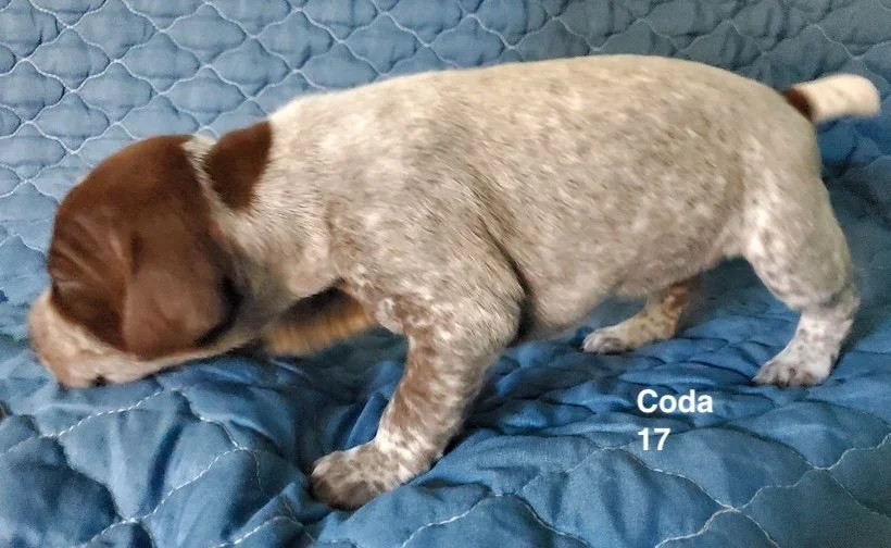 Coda-17days-1.jpeg