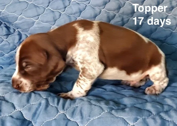 Topper-17days-1.jpeg