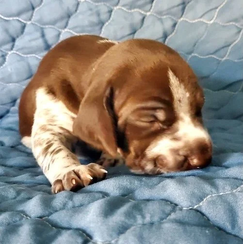 Topper-17days-3.jpeg