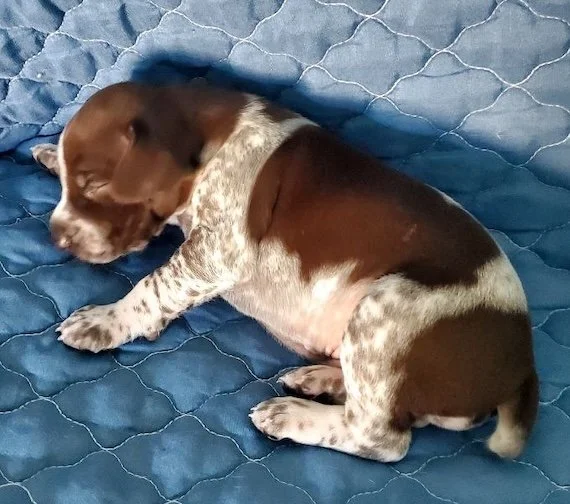 Topper-17days-4.jpeg
