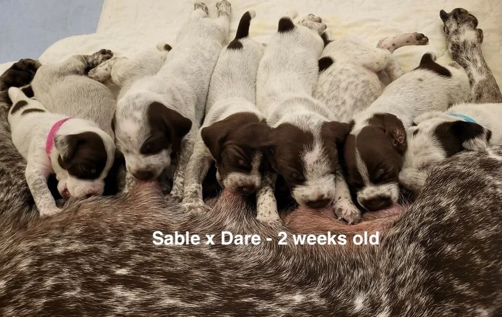 SablexDare-2weeks-crop.jpeg