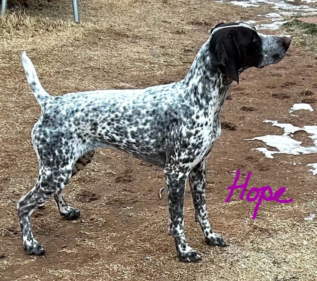 Hope - from the Dec 2025 litter.