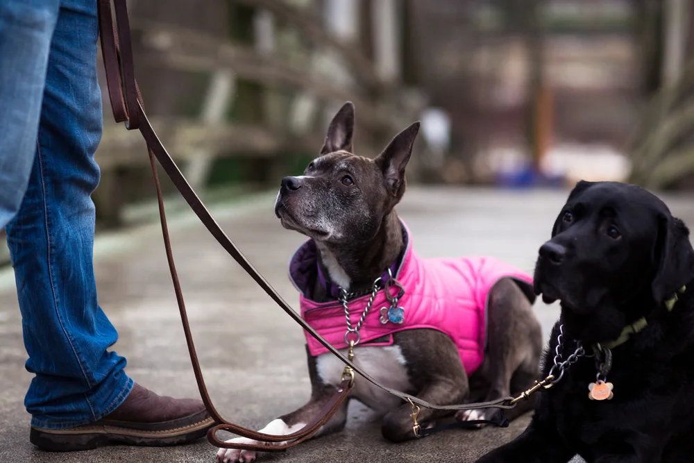 Are Board And Train Programs Right For My Dog