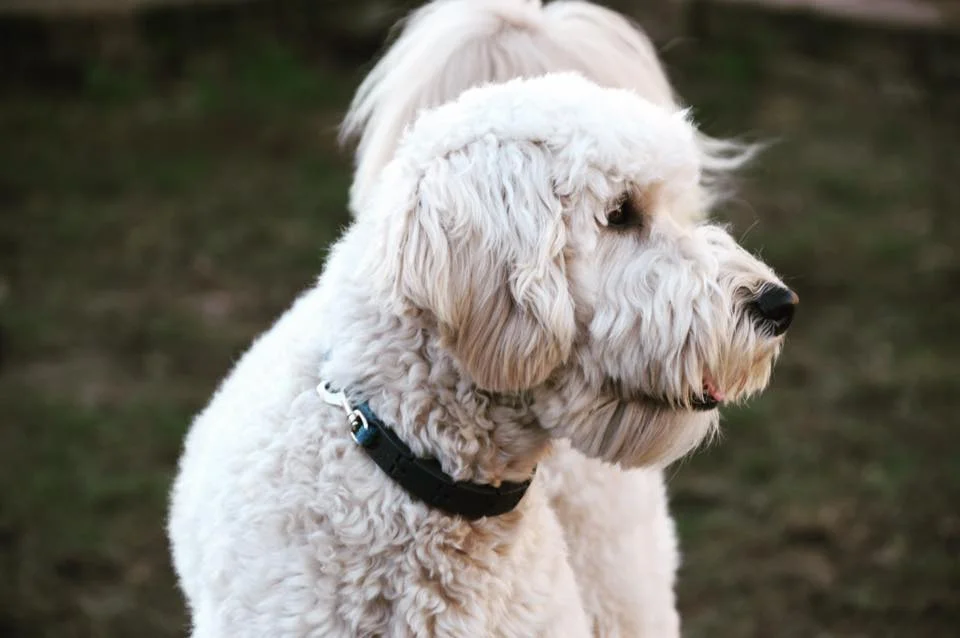 dog training bothell.jpg