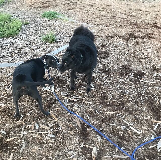 Teaching Lily had a great appropriately. If you notice in this picture she space first, the other dogs are clearly tying her, slow down! Sniff the bum first little one! We are working with her on appropriate greetings, each of these turned into a ver