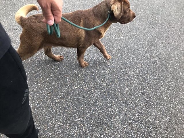 Rumi Working on leash manners!