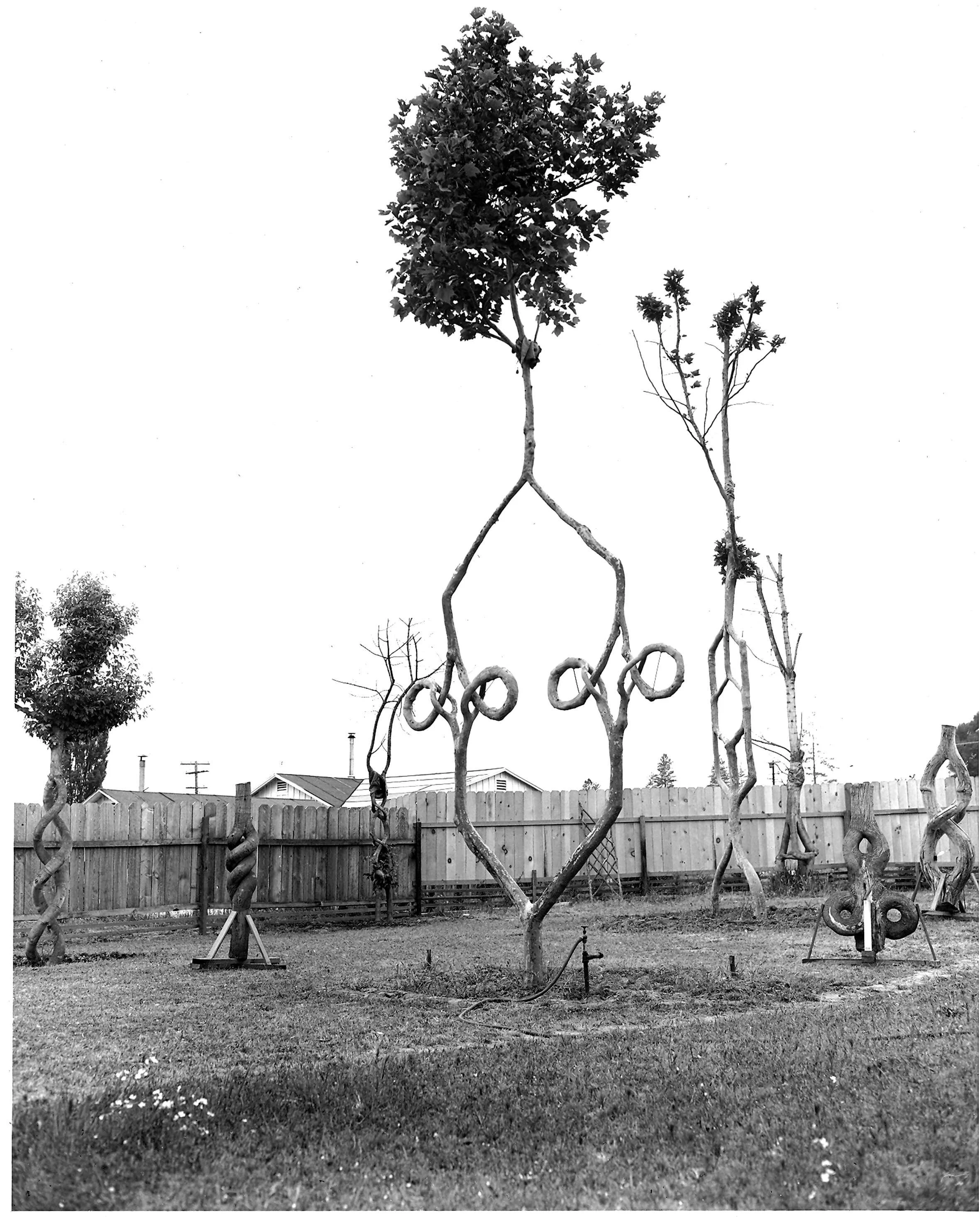 Tree Circus 1947