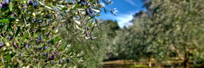 olive-fruit-on-trees.jpg