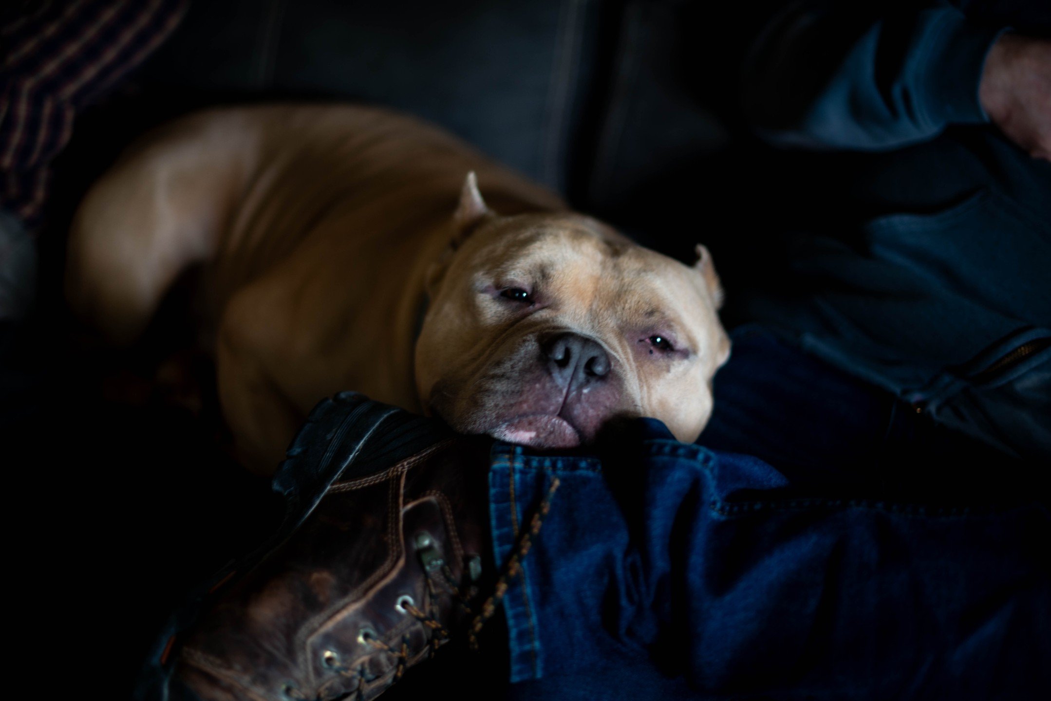 Head Meatball of the house.

#americanbully #meatball #Texas #rescuedog