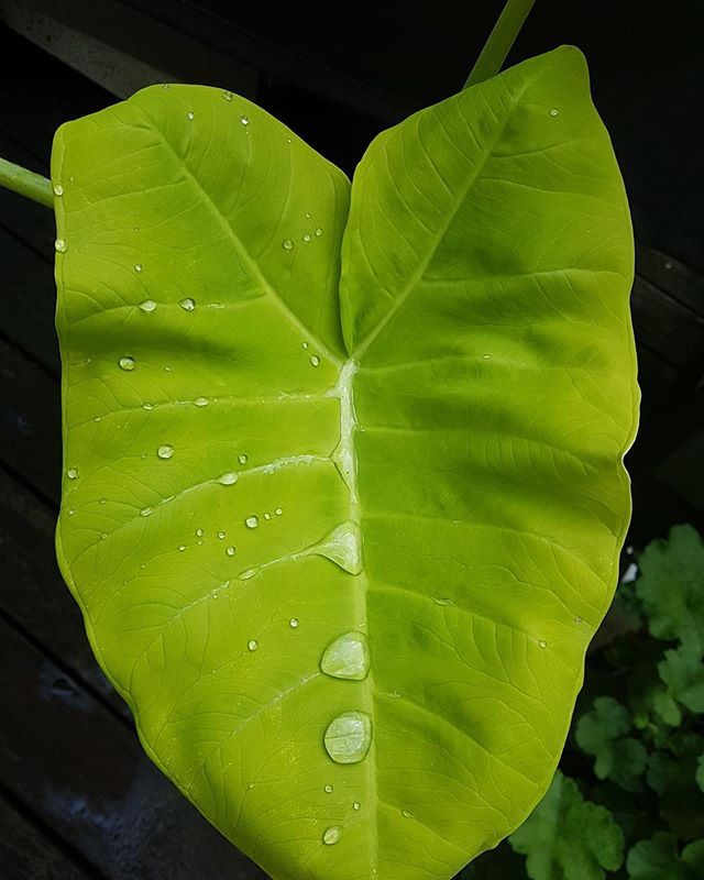 When loves is nature&rsquo;s course...