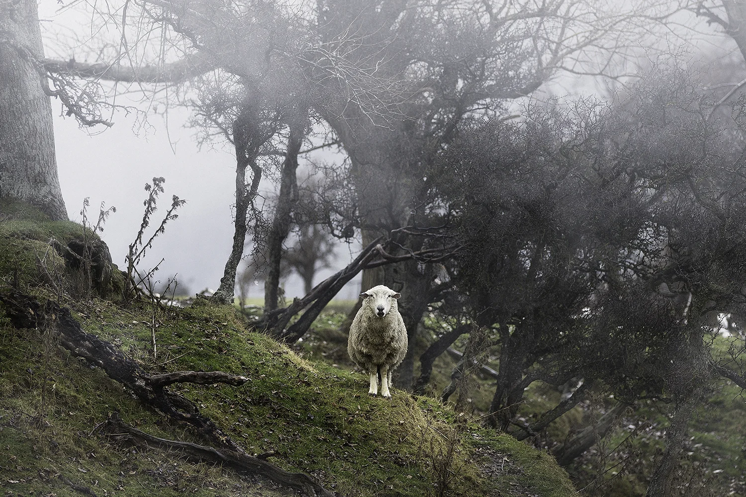 Intense Sheep.jpg