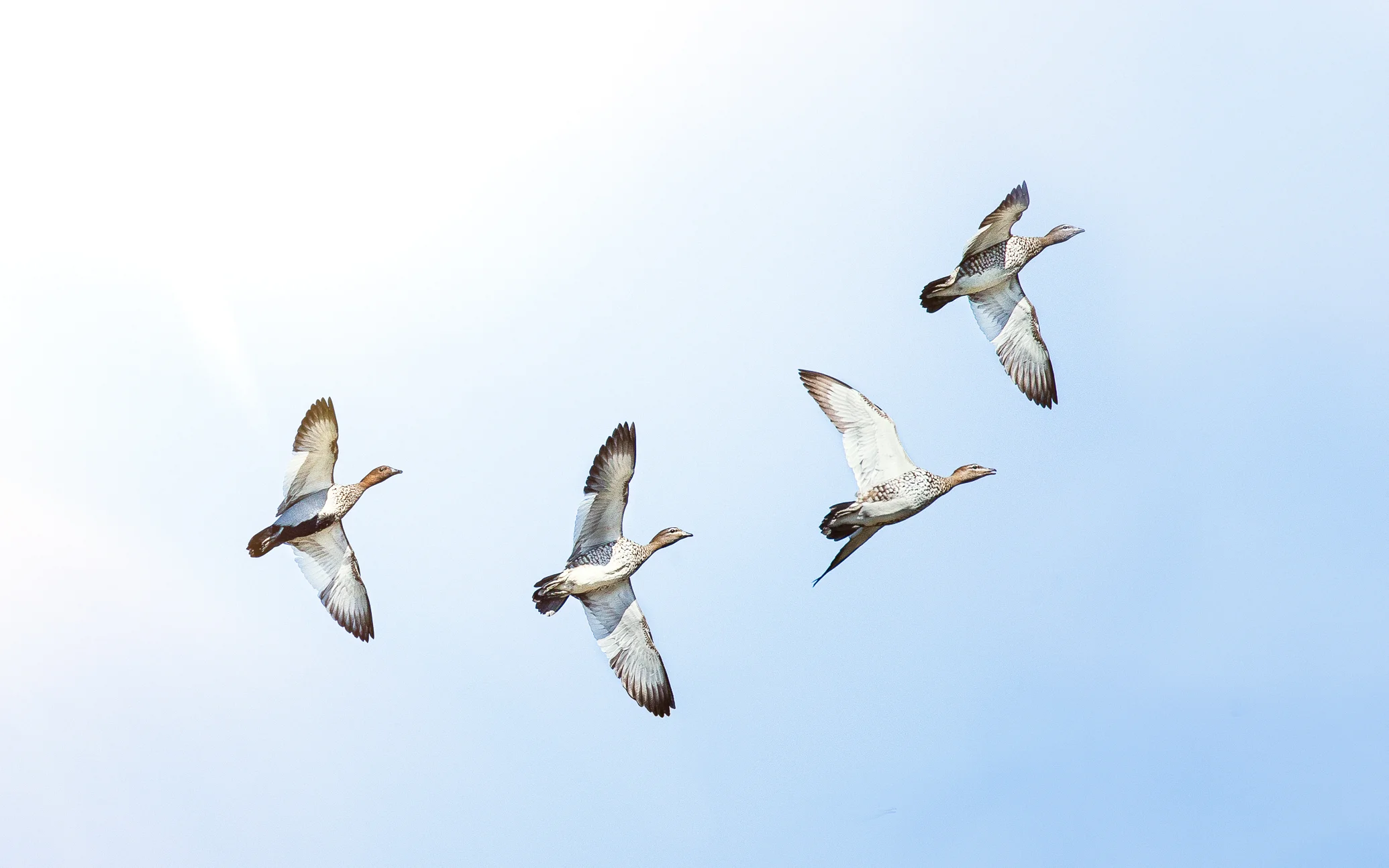 Ducks_edit_4_ducks-2-Edit-3.jpg