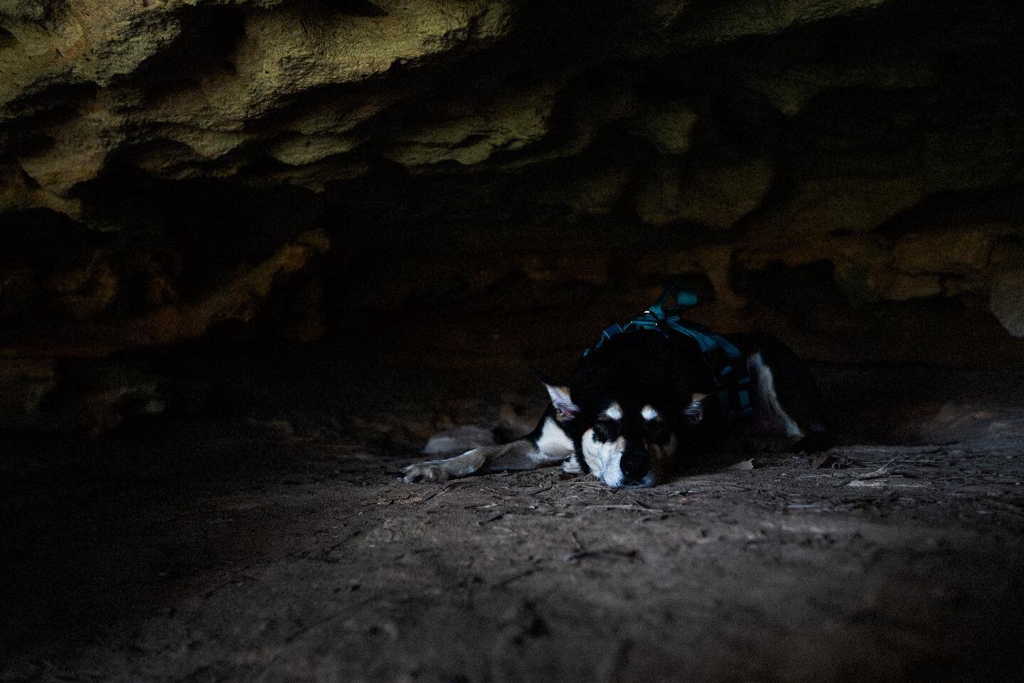 A real live dingo found in a cave&hellip; 
.
.
.
.
.
#kelpies
#dogs
#dogsofinstagram