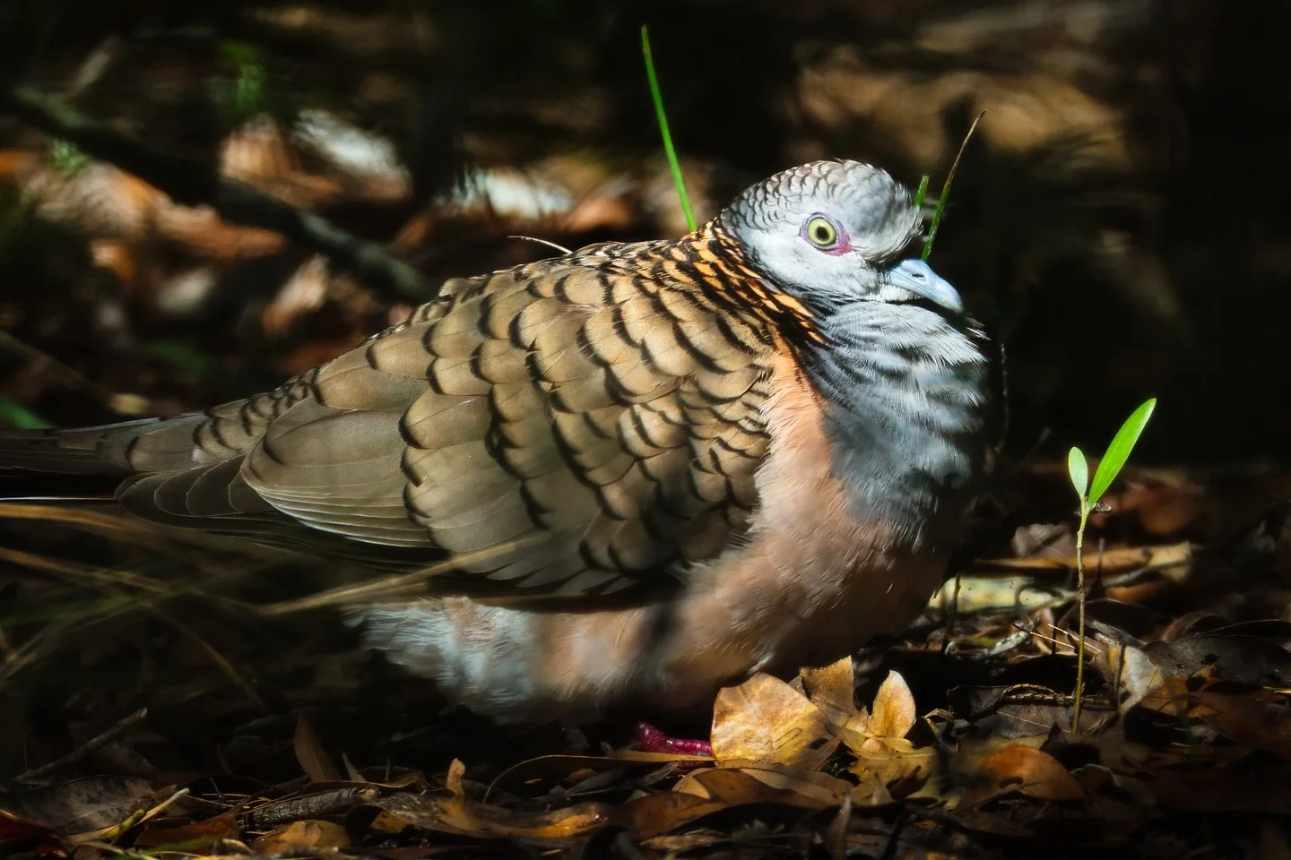 Hello I&rsquo;m a Bar Shouldered Dove - 
I&rsquo;m not a pigeon thank you and you&rsquo;re welcome. I like to dabble on the forest floor. These are some flowers I walked past. I have no superannuation and my out of office is set permanently to goodby