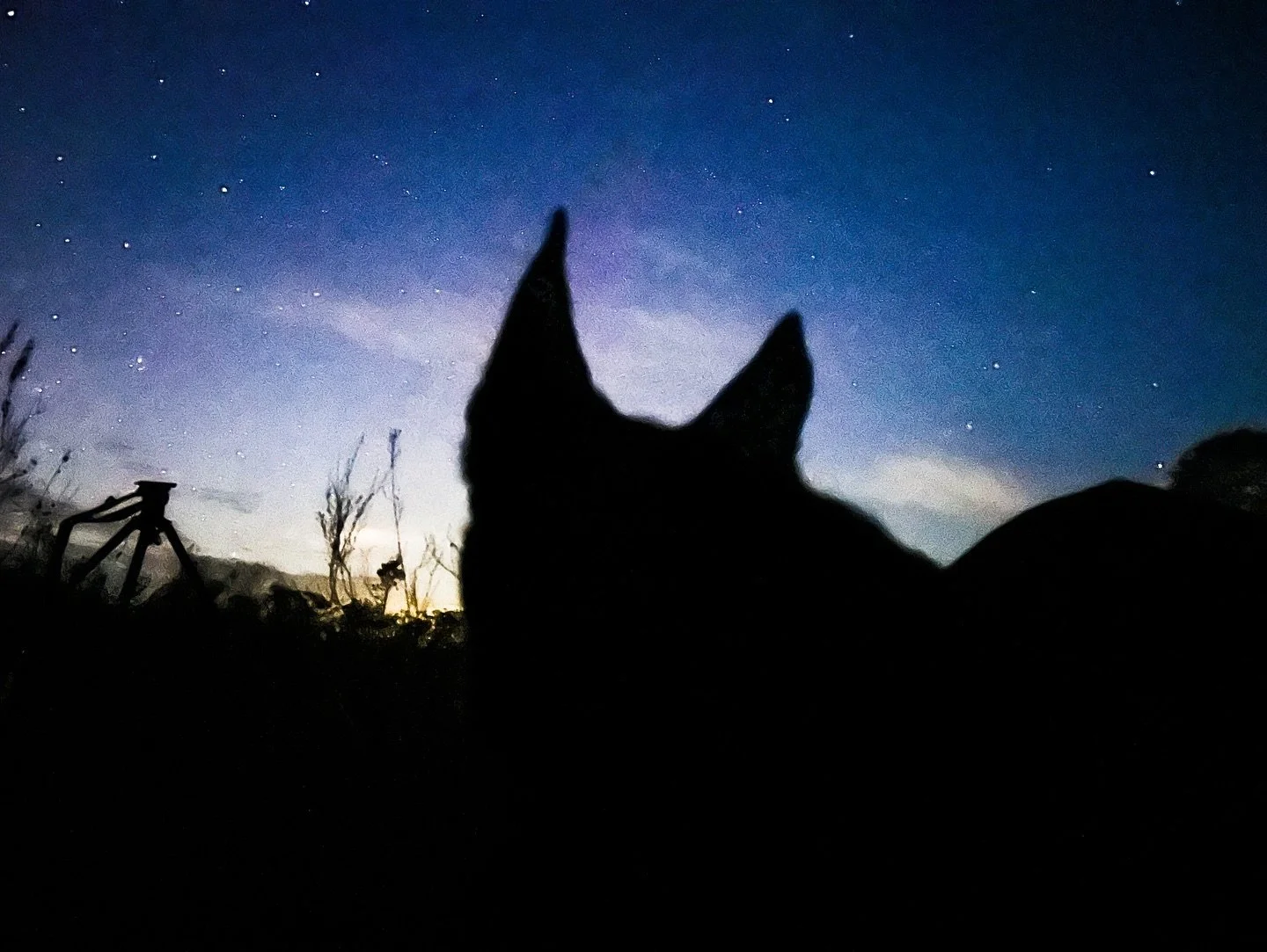 Kelpie dawn. Much alert for danger or food

#sunrise