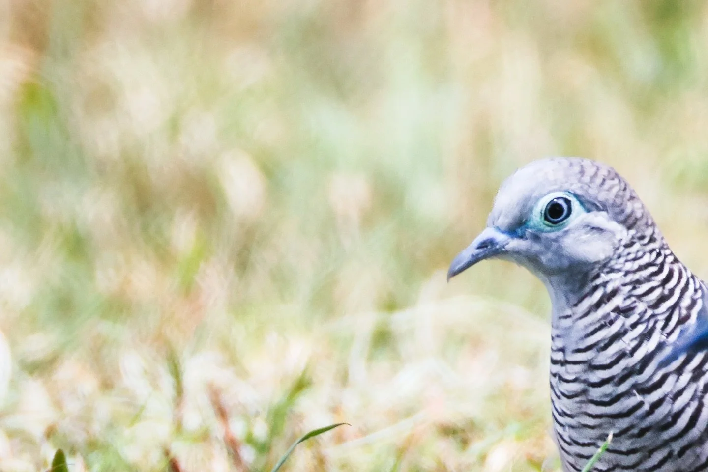 Thanks for your call. We&rsquo;re busy doing do&rsquo;s. Please leave a msg. The Peaceful Dove fam