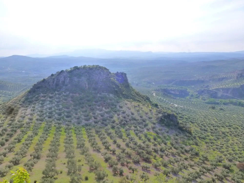 olive mountain.jpg