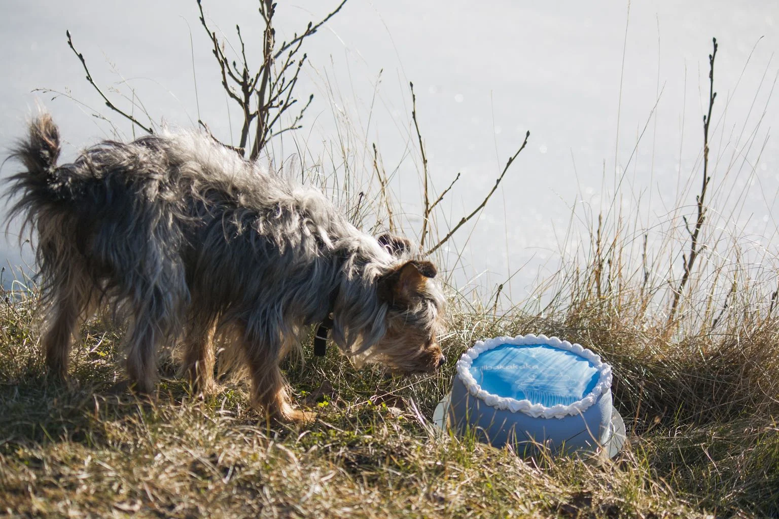 FOTO: Elin Johansson Krantz