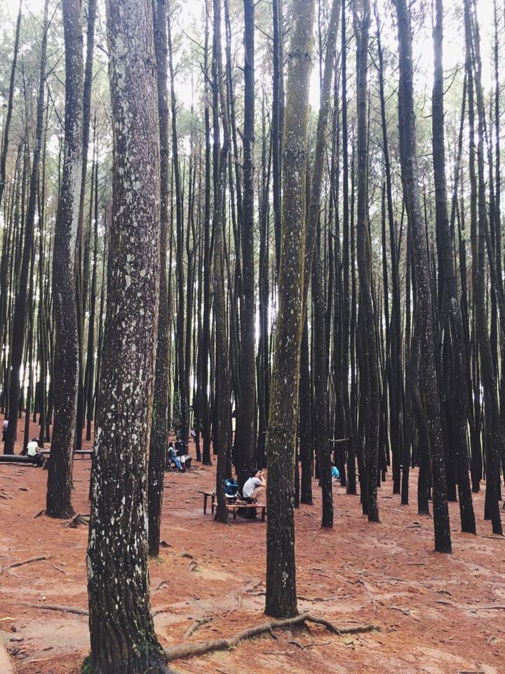 Pine Forest Hutan Pinus.
