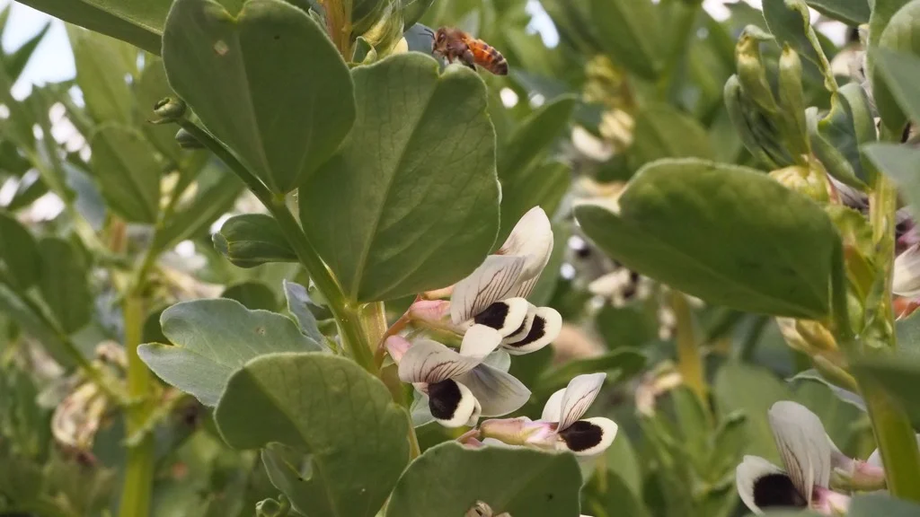 Bees.jpg