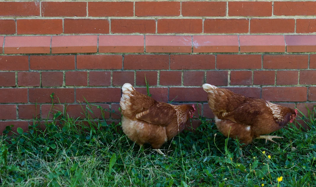 backyard_chickens.jpg