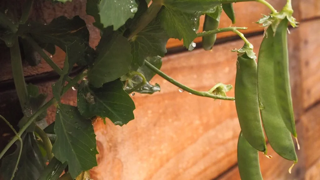 peas.jpg