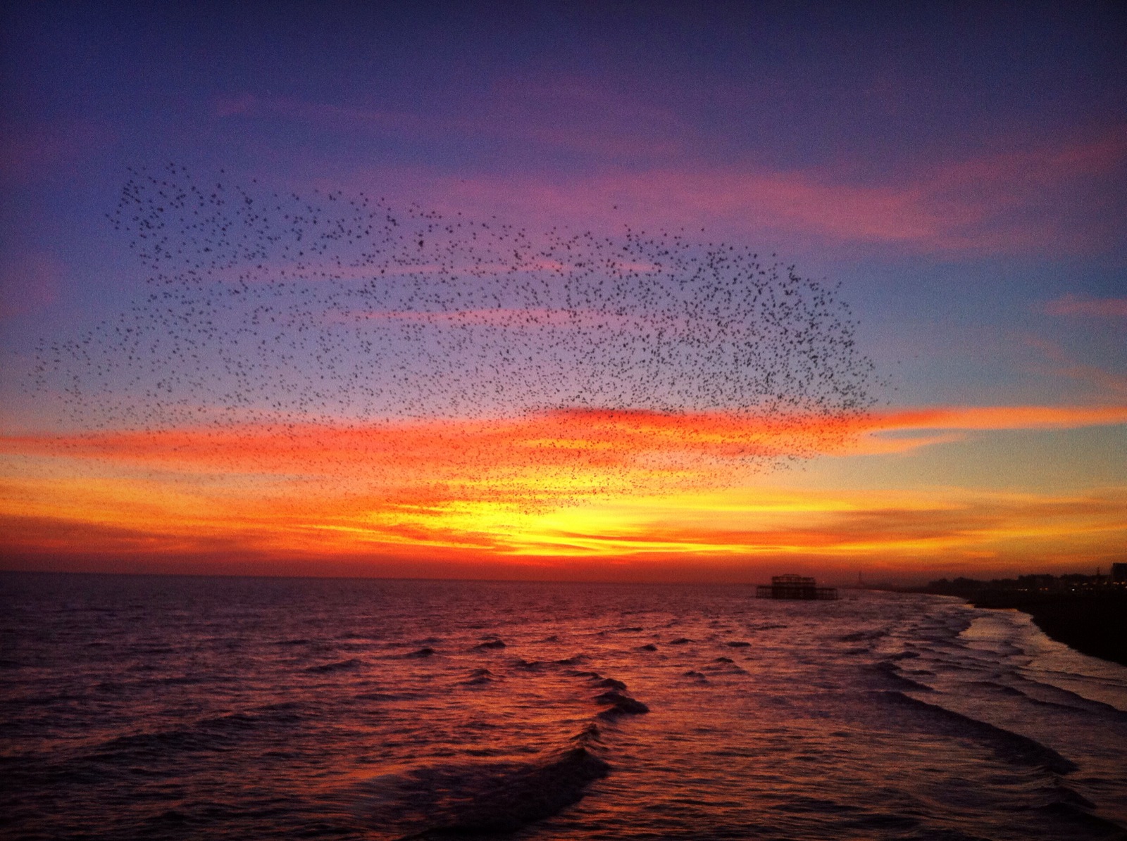 Starlings Over Brighton Beach