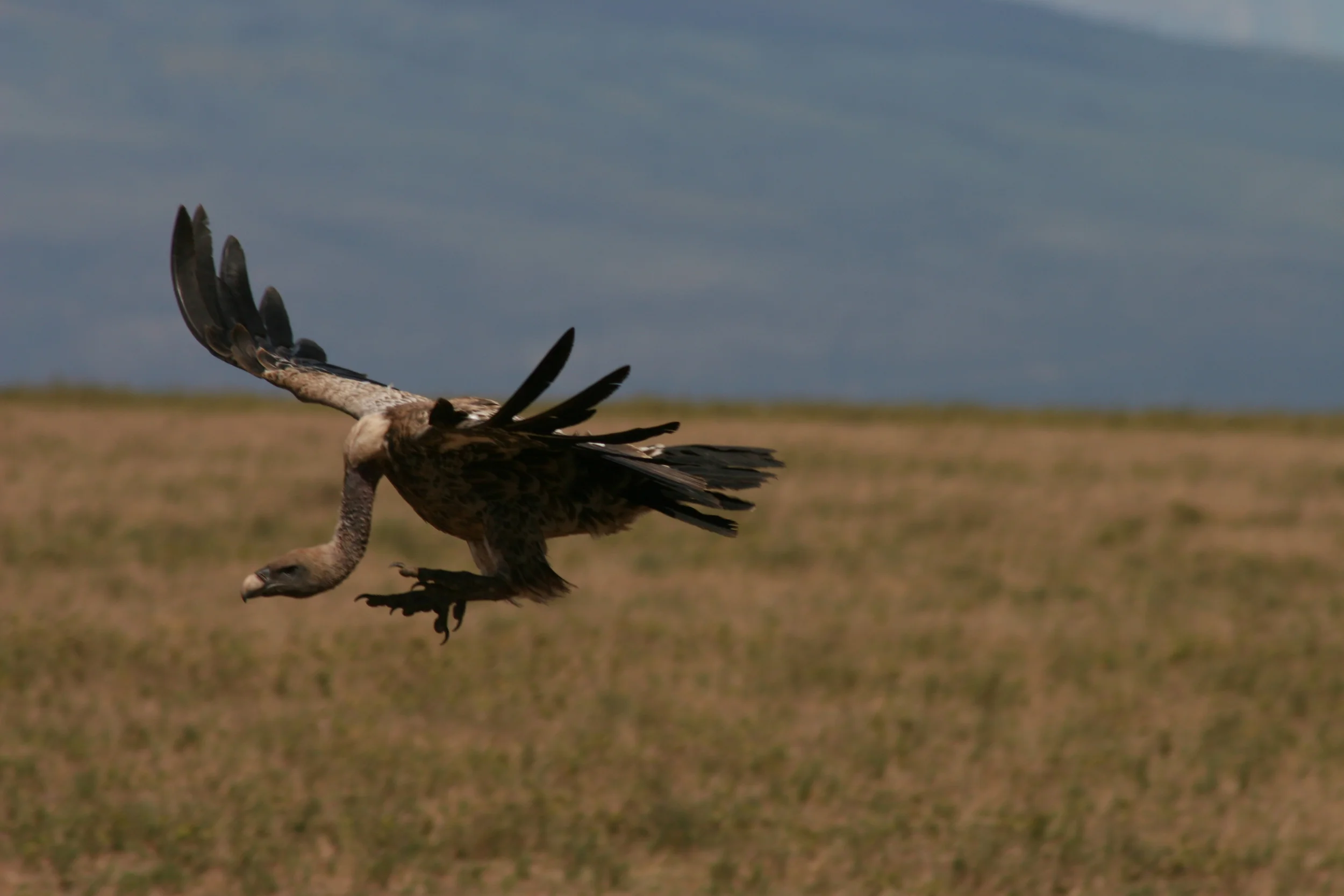 Serengeti, Tanzania