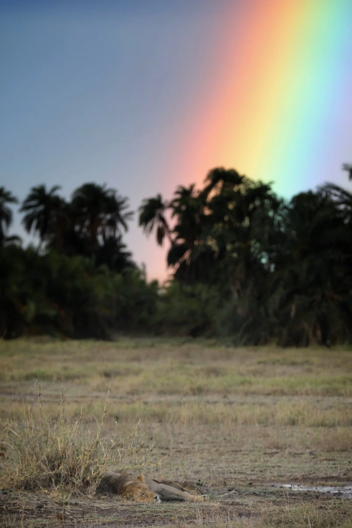 Amboseli, Kenya