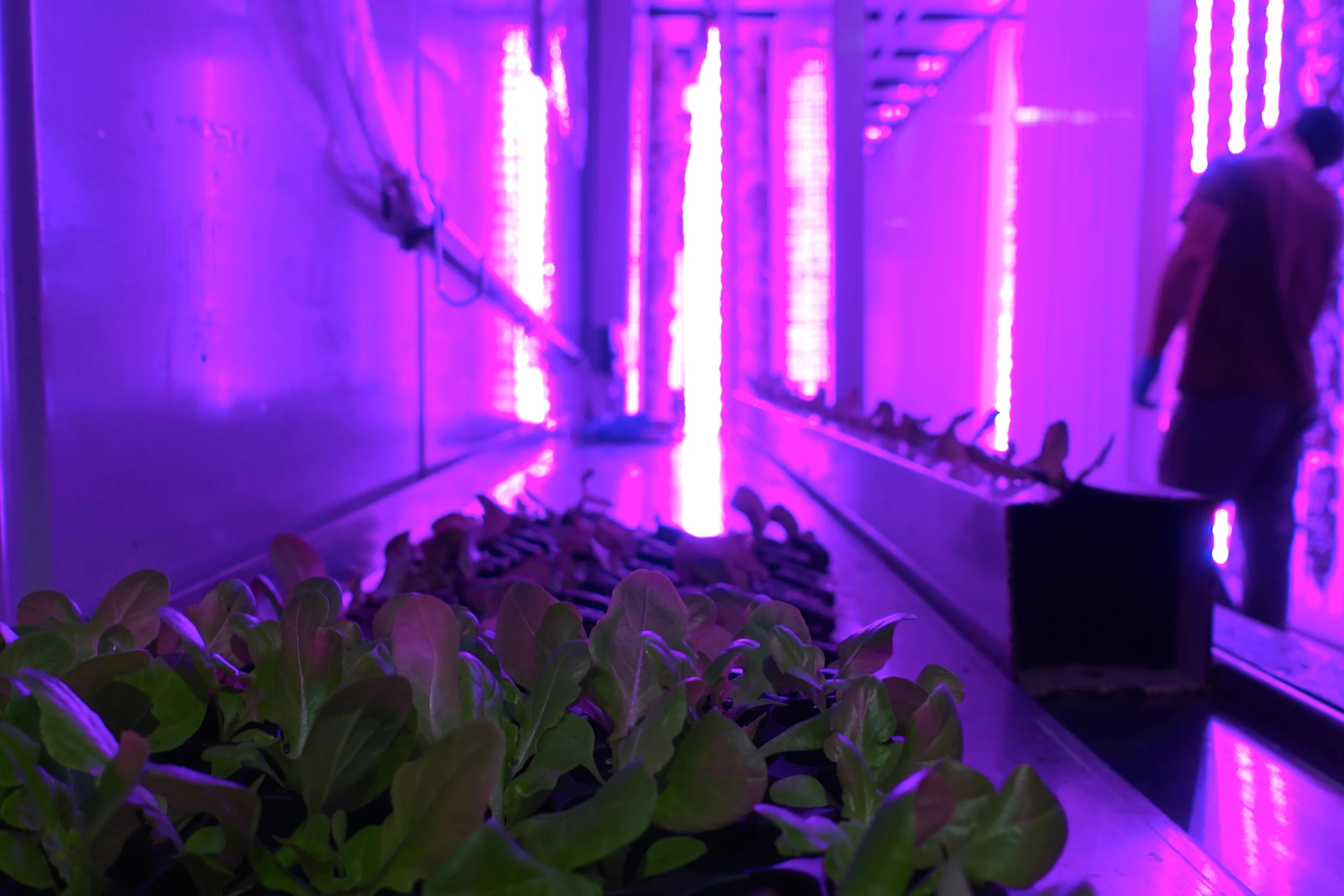 Hydroponic container farm