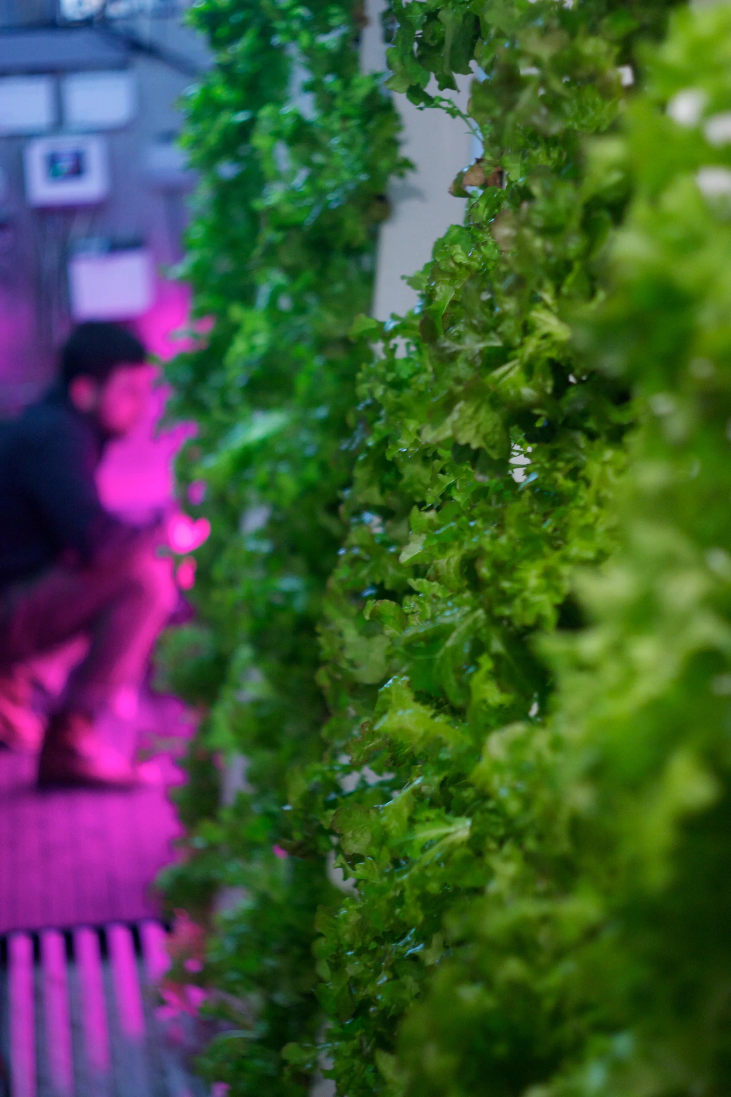 Shipping container hydroponics