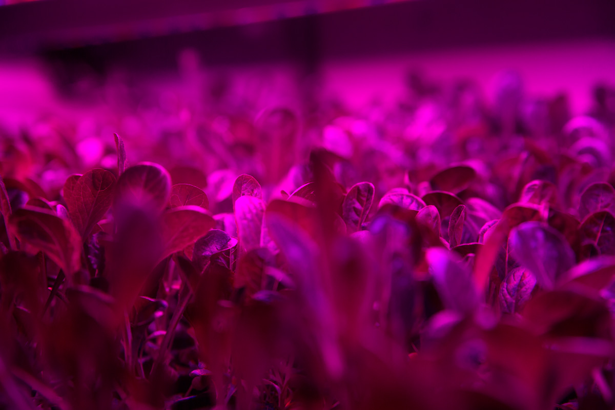 Hydroponic shipping container farm