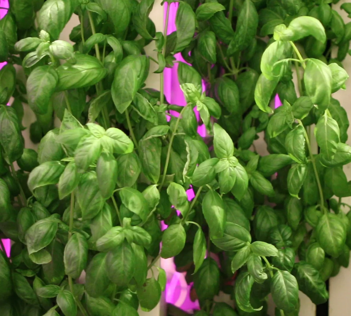 Shipping container hydroponics