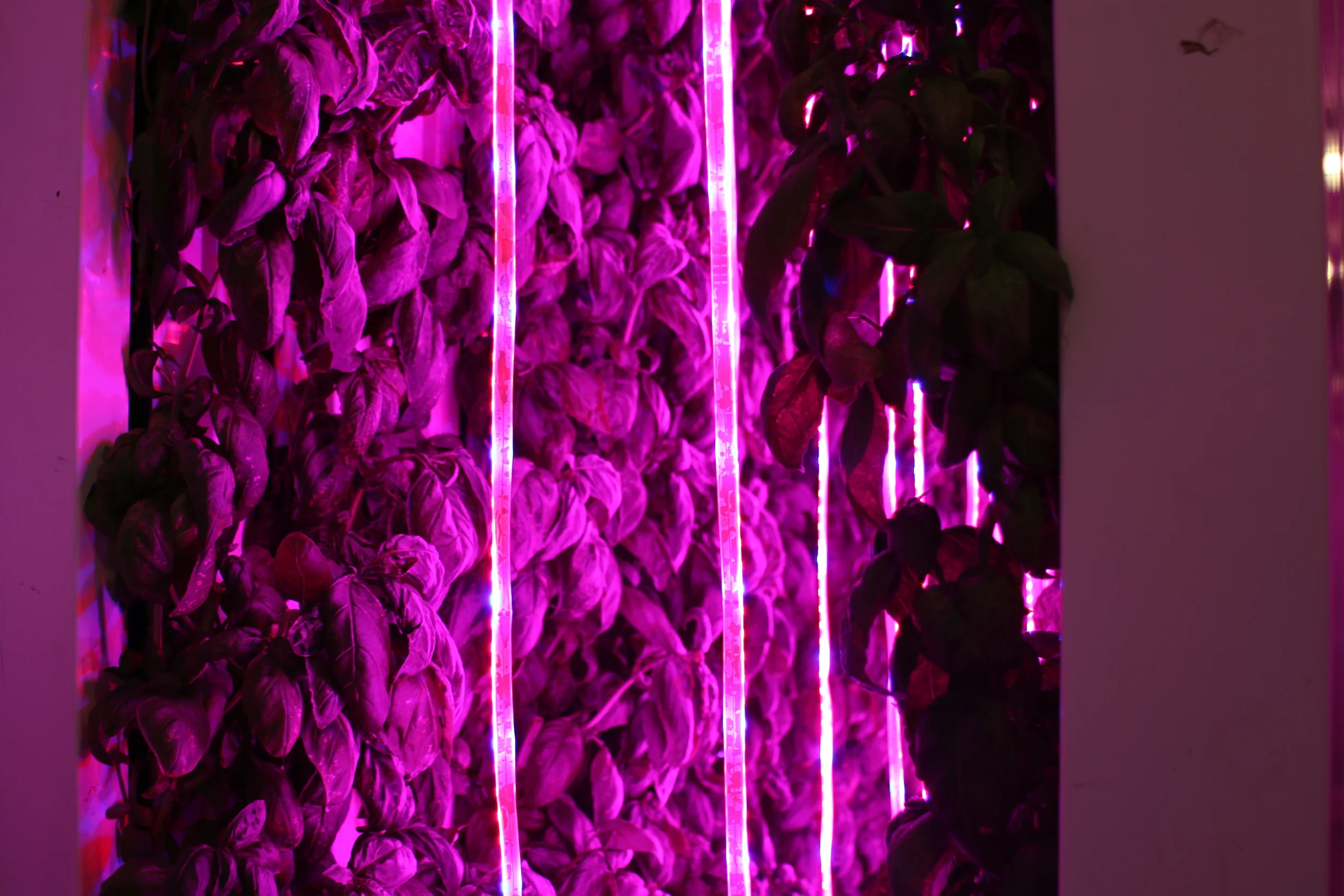 Shipping container farm LED lighting
