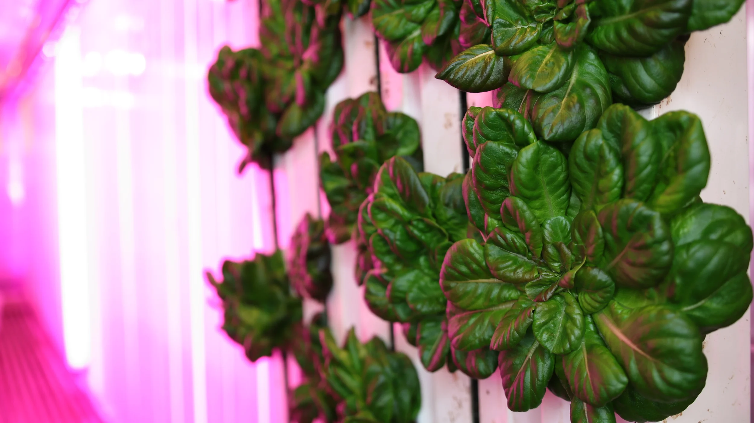 Shipping container hydroponics