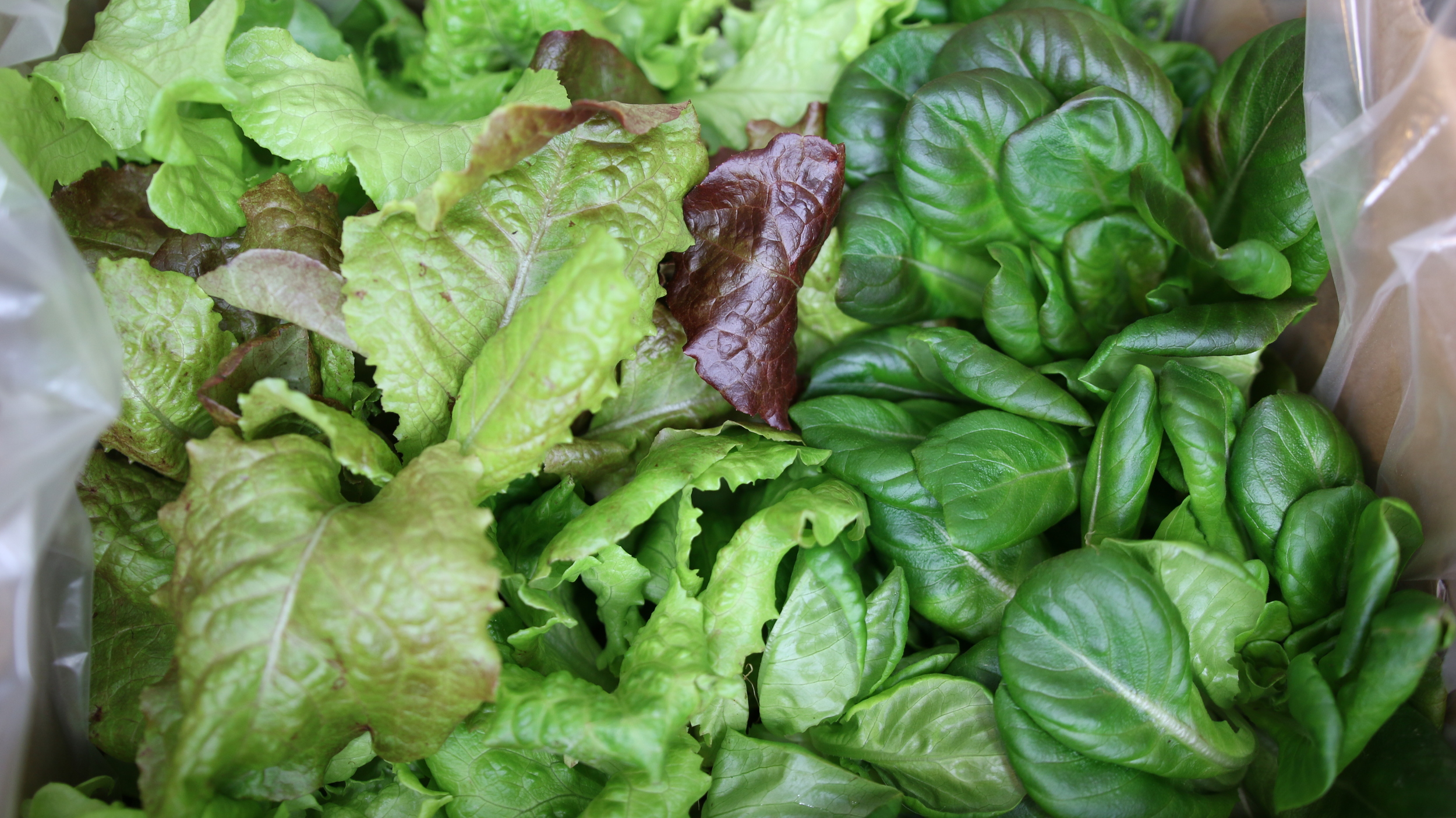 Hydroponic lettuce