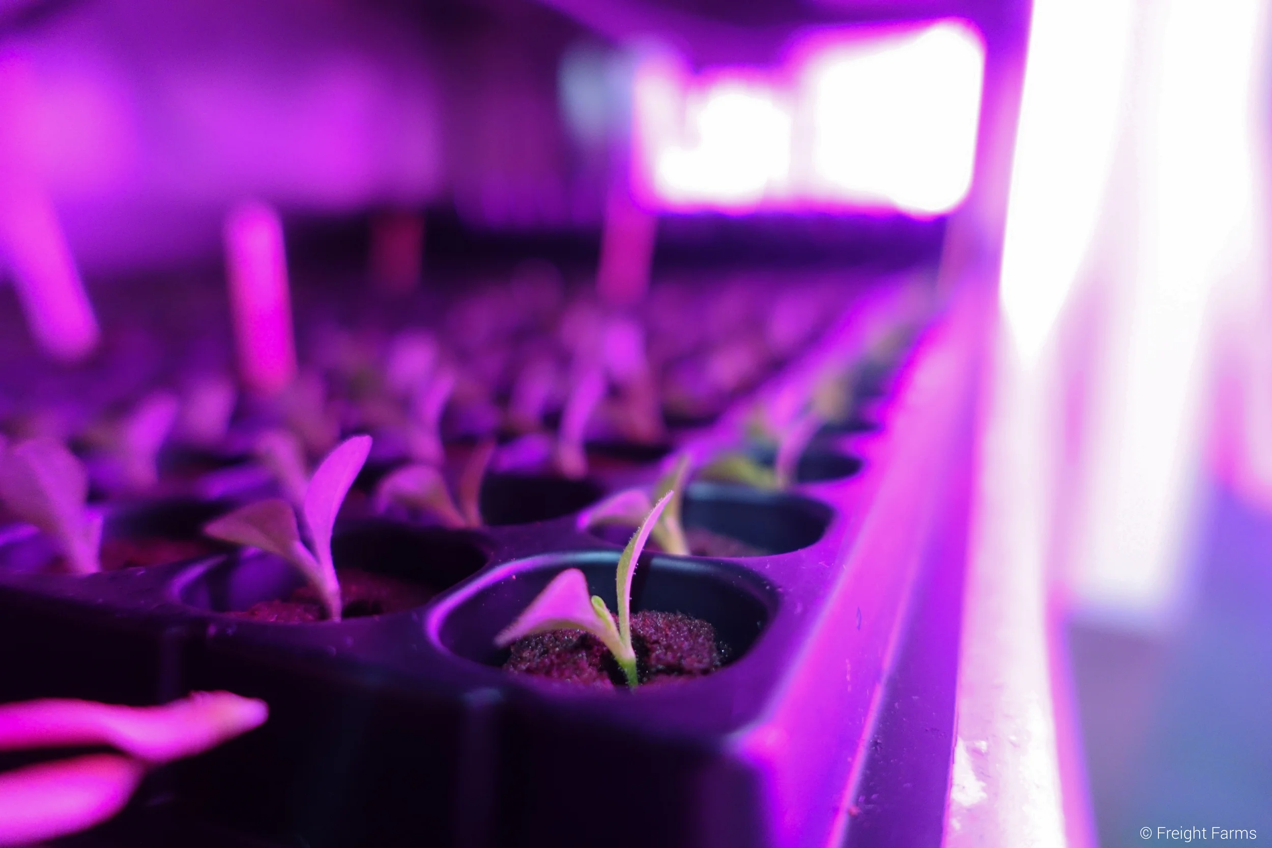 Hydroponic Seedlings in the Leafy Green Machine