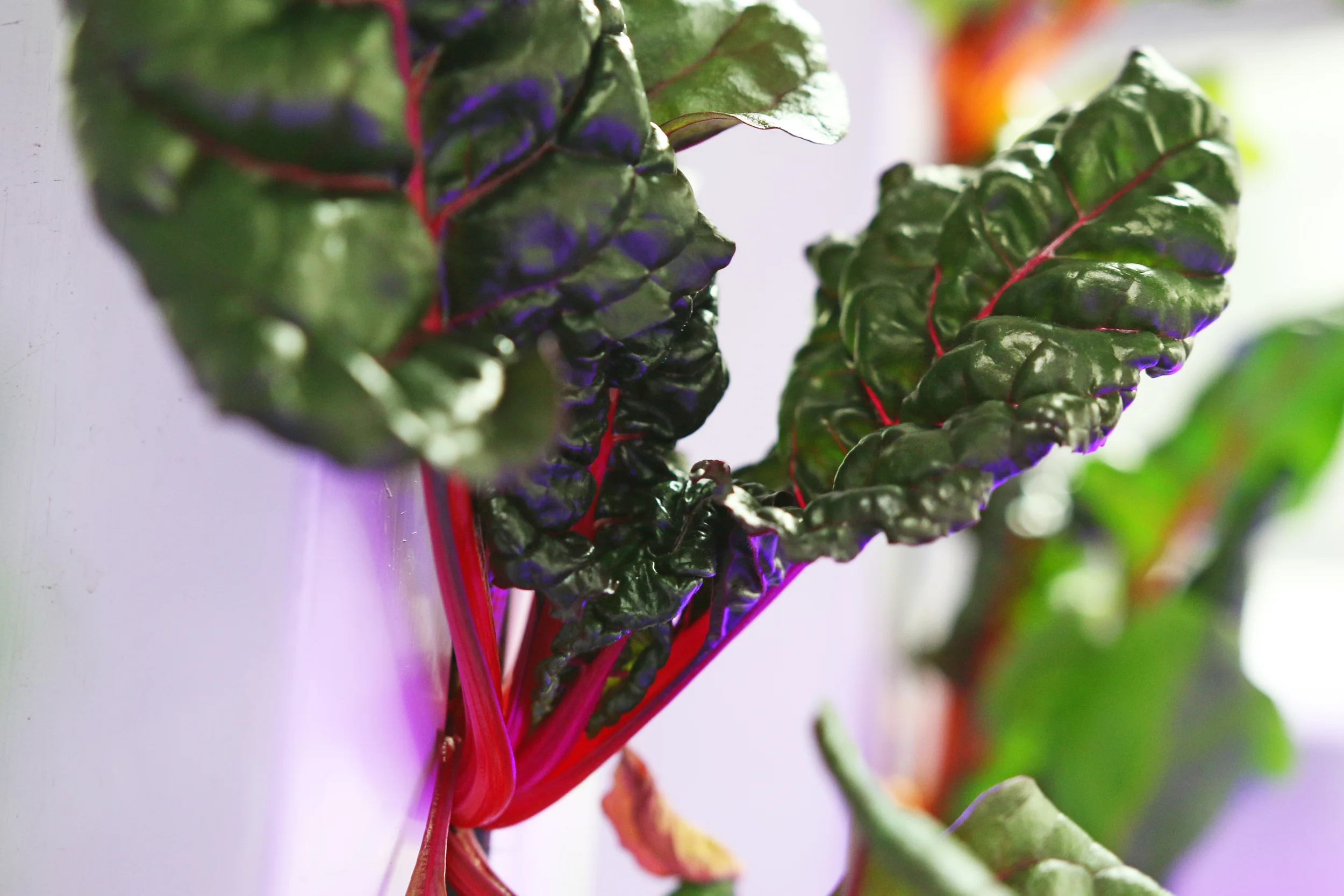 Swiss Chard