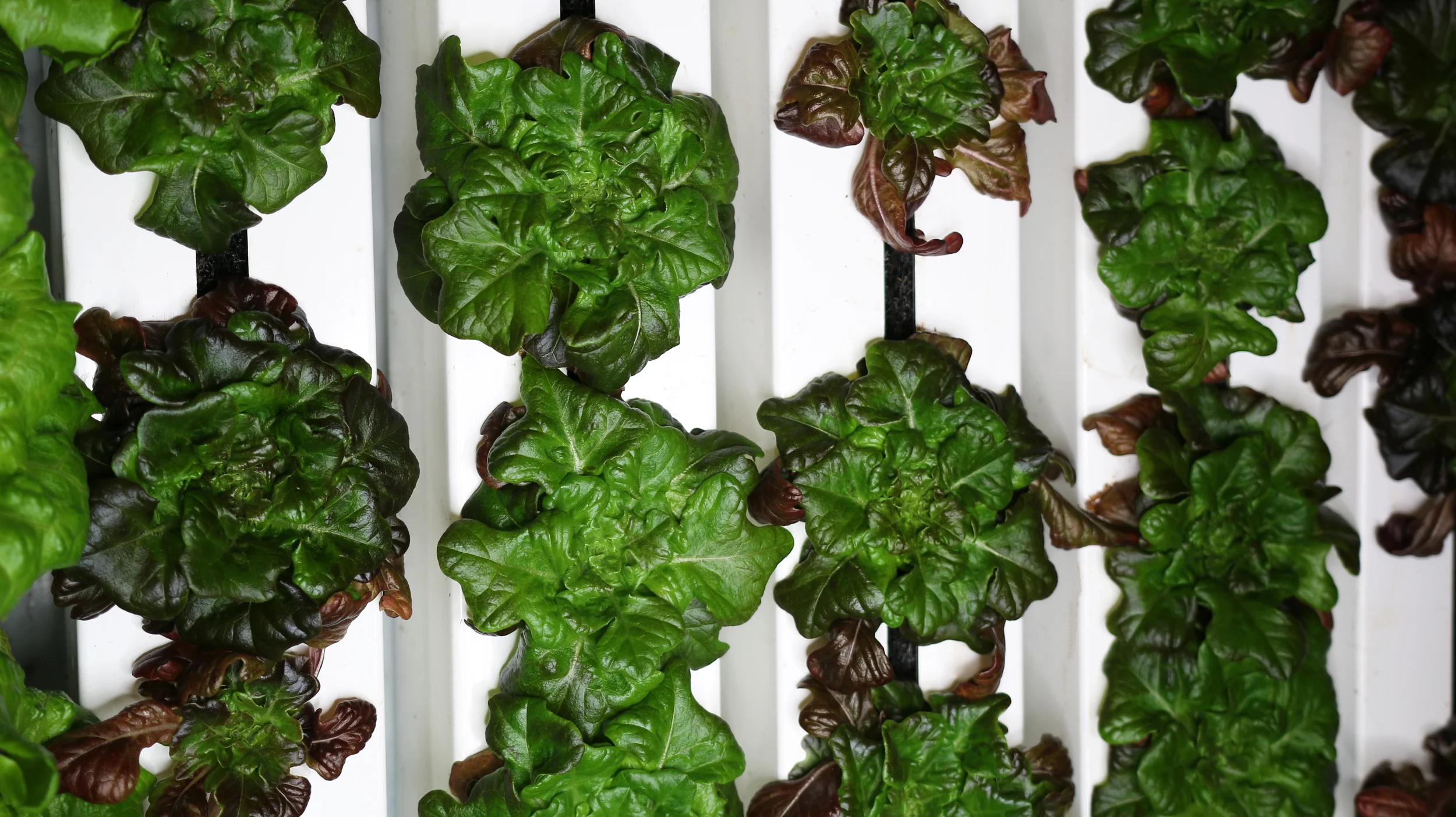 Lettuce in vertical growing towers